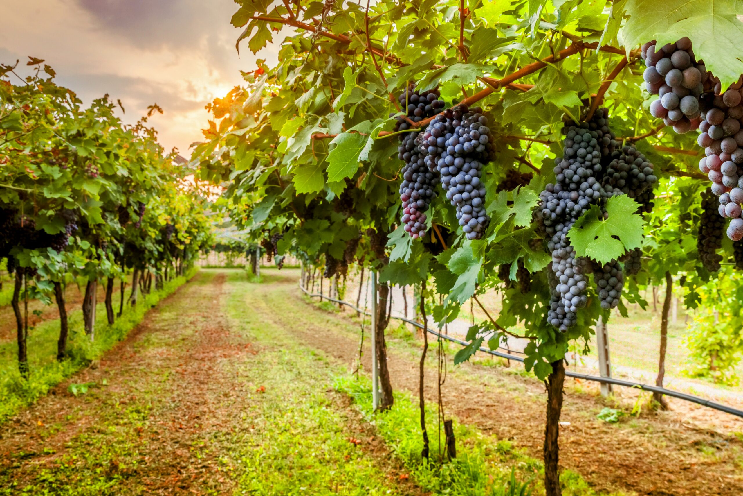 Viticultura