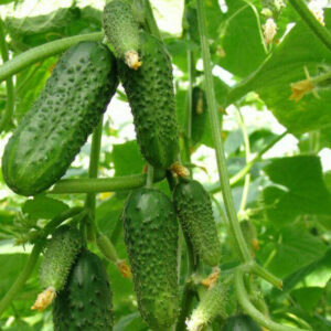 sera-cu-acoperis-in-doua-ape-5