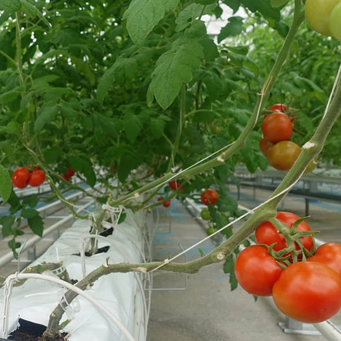 sera-de-tip-tunel-profesional-4